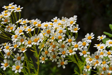 Wall Mural - Tanacetum ferulaceum, eine Art der Wucherblumen - Tanacetum ferulaceum, a species of flowering plants in the aster family