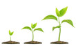 Stages of plant growth. Green sprout grows from the ground. Realistic vector illustration. It symbolizes life and development and ecology.