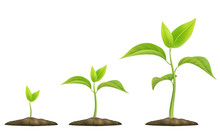 Stages Of Plant Growth. Green Sprout Grows From The Ground. Realistic Vector Illustration. It Symbolizes Life And Development And Ecology.