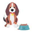 Cute domestic dog beagle breed on the white background. Vector illustration