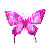 Fototapeta Motyle - beautiful pink butterfly, isolated  on a white