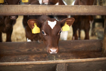Calf Looking Through Fence In Cattle Shed
