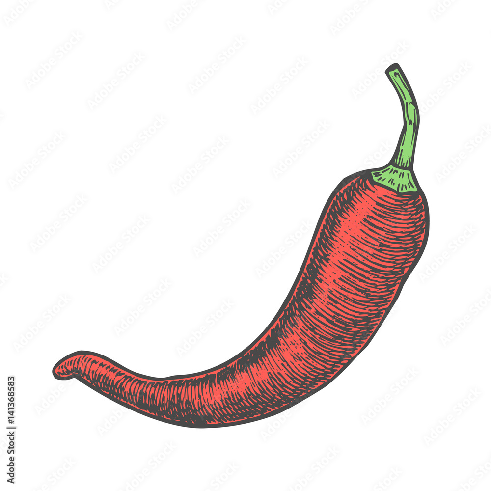 Hand drawn vector illustration of chili pepper sketch style. Doodle ...