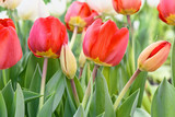Fototapeta Tulipany - Red tulips, close up