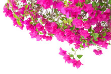 Pink Bougainvillea Flowers With Water Droplets Isolated On White Background.
