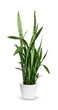 young Sansevieria trifasciata a potted plant isolated over white.