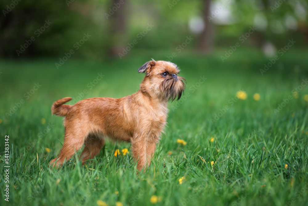 Obraz na płótnie brussels griffon dog standing outdoors in summer w salonie