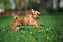 Brussels Griffon Dog Running Outdoors In Summer