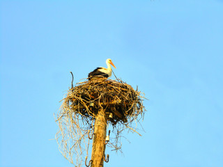 Stork in nest on blue sky background.