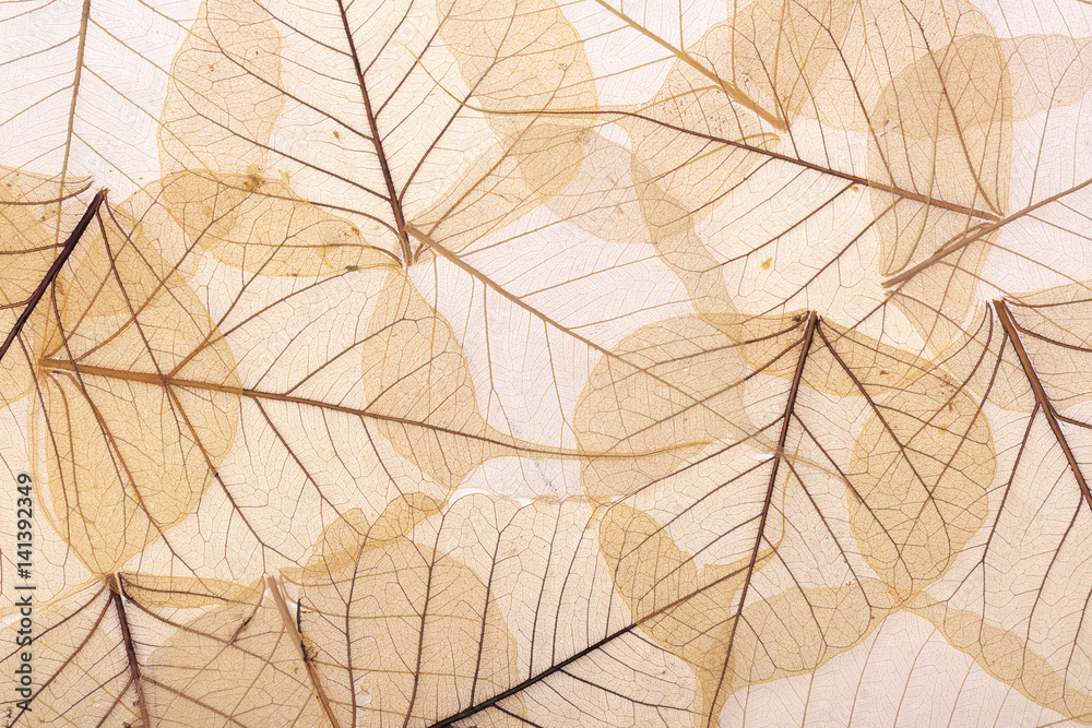 background of brown leaves - obrazy, fototapety, plakaty 