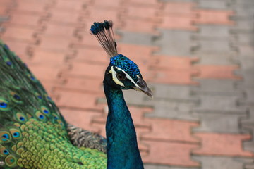 Indian blue peafowl walking