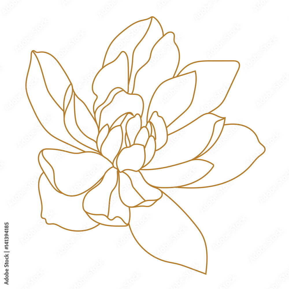 Golden magnolia tropical flower blossom in leaves on a white background. - obrazy, fototapety, plakaty 