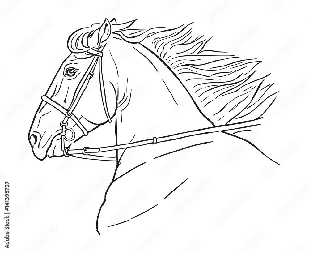 Line drawing of a horse's head on a white background. Running horse head,  realistic vector illustration, black and white outline. Stock Vector |  Adobe Stock, image size:1000x818