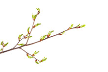 Spring Branch Isolated