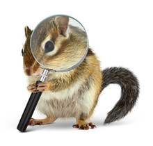 Funny Animal Chipmunk Searching With  Loupe, On White