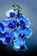 Beautiful blue flowers orhid in garden