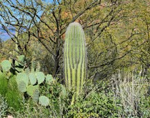 Desert Cactus Landscape 