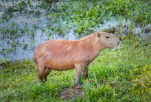 Capybara In The El Cedral - Los Llanos, Venezuela, South America