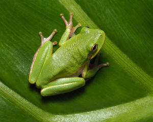 Squirrel Tree Frog on Green Tropical Plant