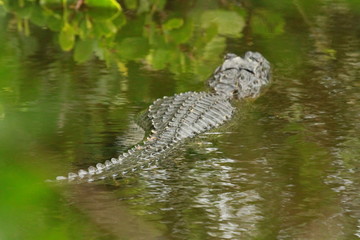 Wall Mural - Alligator in Louisiana Bayou