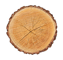 Wooden Stump Isolated On The White Background. Round Cut Down Tree With Annual Rings As A Wood Texture. Cross Section Of Large Tree.