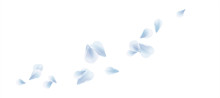 White Blue Flying Petals Isolated On White Background. Sakura Roses Petals. Vector 