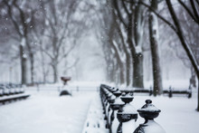 Blizzard In Central Park. Manhattan