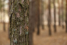 Bark Pine Background