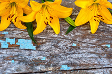 Three Yellow Lilies On A Gray Old Wooden Surface