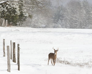 Wall Mural - Young whitetail buck in the snow.