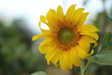 Sunflower In Garden