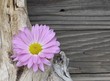 Purple daisy on driftwood with copy space.