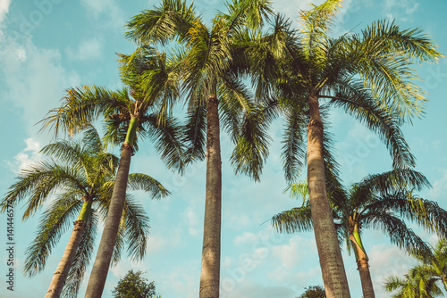 Naklejka na kafelki Kokosowe tropikalne drzewka palmowe