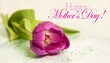 Mothers day background with tulip flower and Happy mother's day text 