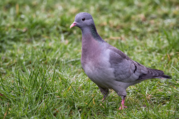 Poster - Image of a stock dove standing on grass in three quarter profile