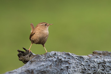 Aufkleber - Close up profile portrait of a wren perched on a log and looking right. Troglodytes troglodytes