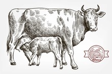 Breeding Cow. Animal Husbandry. Livestock