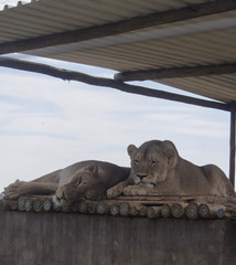 Wall Mural - Lion - Majestic creatures 