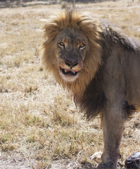 Wall Mural - Lion having dinner 