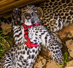 Wall Mural - Leopard cub - cuteness 