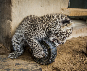 Wall Mural - Leopard cub - cuteness 