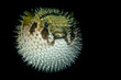 Inflated porcupine puffer ball fish isolated on black