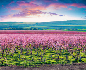 Canvas Print - Flowering peach orchards near Istanbul.