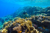 Fototapeta Do akwarium - red sea underwater coral reef