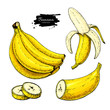 Banana set vector drawing. Isolated hand drawn bunch, peel banana and sliced pieces.