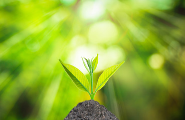 Human hand holding fresh small plant with soil on green nature blurred background