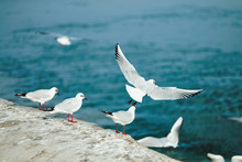 Beautiful Seagulls Flying