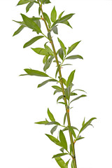 Wall Mural - young willow branch