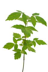 Wall Mural - ash-leaved maple sapling