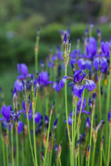 purple iris in green summer garden